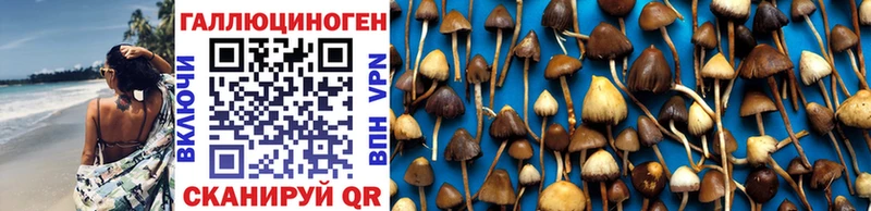 цены   Апрелевка  Галлюциногенные грибы Psilocybine cubensis 